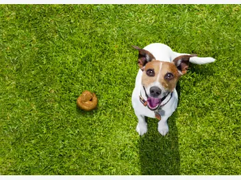 Ilustracja artykułu dlaczego pies je kupy i jak go tego oduczyć? wyjaśniamy krok po kroku