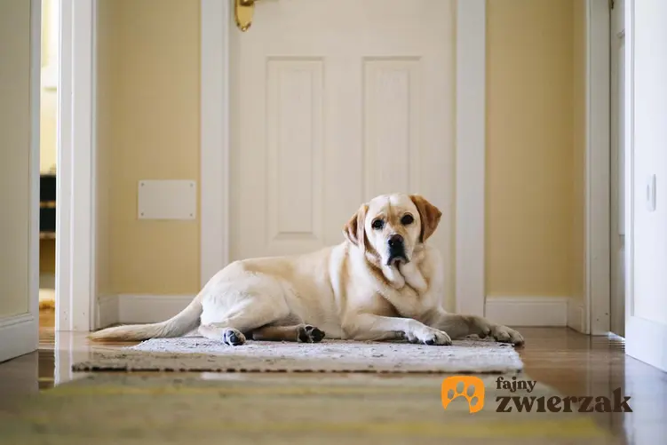 Pies leżacy na dywaniku w domu, jak nauczyć dorosłego psa zostawania samemu w domu, dlaczego pies nie lubi zostawać sam w domu, dlaczego pies jest zestresowany kiedy zostaje sam w domu