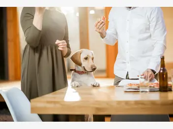 Ilustracja artykułu jak oduczyć psa podkradania jedzenia? praktyczne wskazówki