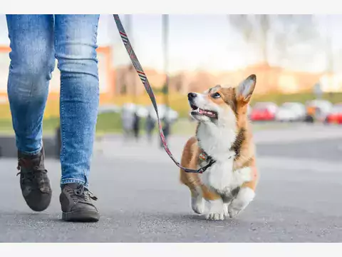 Nauka psa chodzenia na smyczy