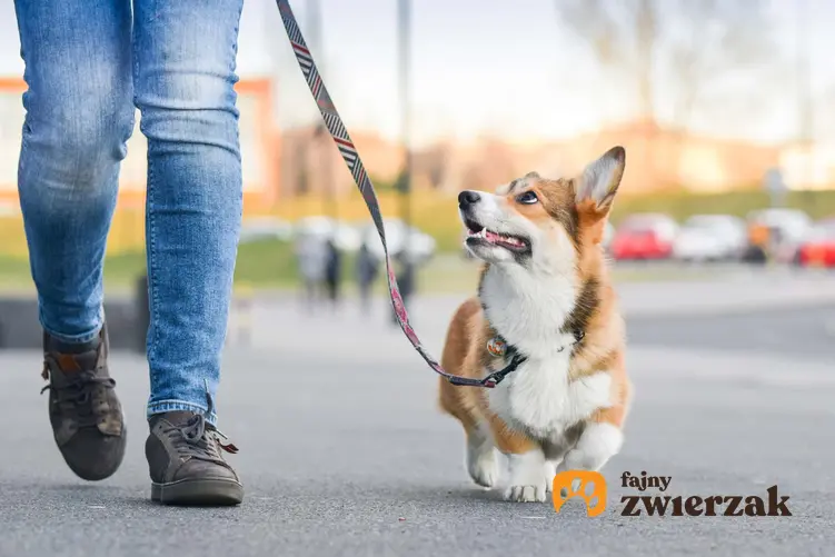Pies idący na smyczy z właścicielem, pies podczas spaceru na smyczy spogląda na właściciela,