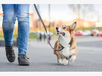 Ilustracja artykułu jak nauczyć psa chodzenia na luźnej smyczy? wyjaśniamy