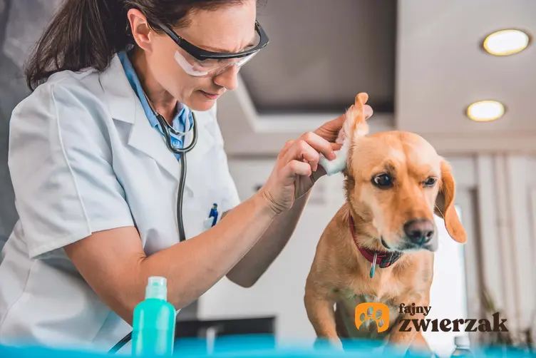 Specjalistka czyści psu uszy, pies podczas czyszczenia uszu, domowy sposoby na czyszczenie psu uszu, jak często czyścić psu uszy i czego używać do czyszczenia psich uszu