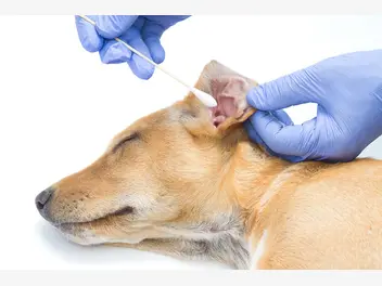 Ilustracja artykułu jak czyścić psu uszy? praktyczny poradnik czyszczenia uszu
