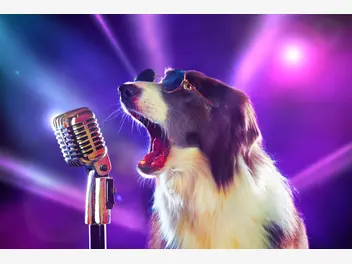 Ilustracja artykułu popularne piosenki o psach. oto 4 najlepsze utwory