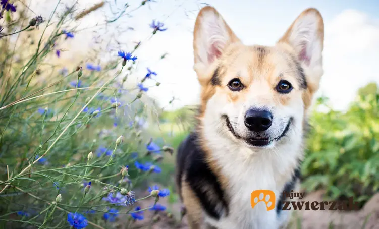 Szczęśliwy pies corgi w kwiatach oraz oznaki, że pies jest szczęśliwy