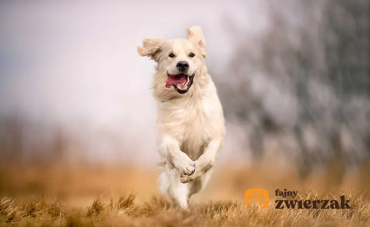 Szczęśliwy pies biegający po łące, a także informacje i wskazówki, jakie są oznaki szczęśliwego psa