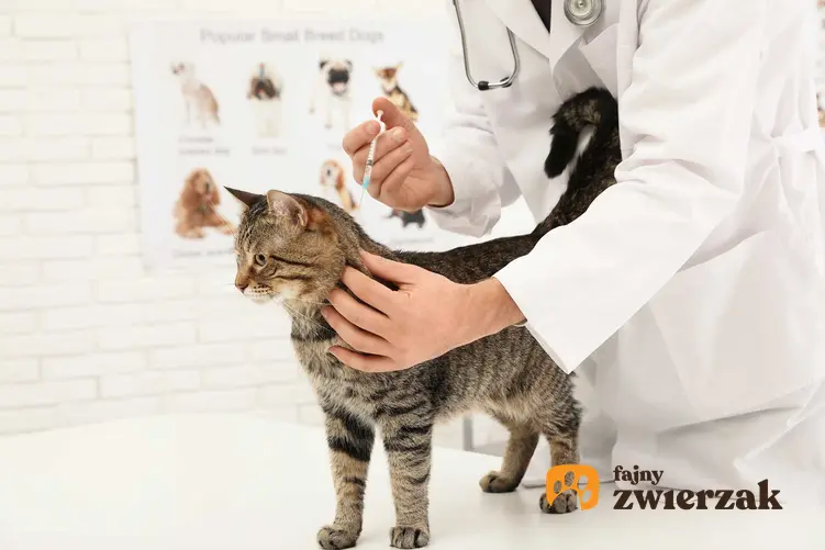 Koci katar jest leczony u weterynarza, przyczyny choroby, objawy oraz leczenie krok po kroku