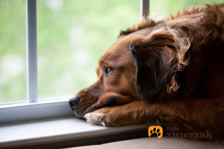 Pies smutno patrzący w okno, a także depresja u psa i jej leczenie, objawy oraz przyczyny