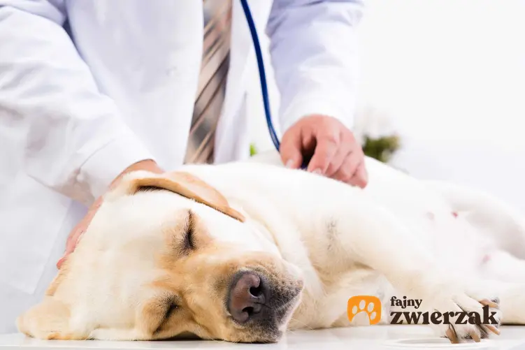 Pies po zjedzeniu czekolady może sie rozchorować, porady, leczenie i rozpoznanie objawów