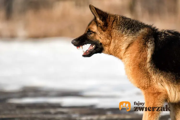 Pies zarażony wścieklizną, a także porady, jak wygląda wścieklizna u psa, rozpoznawanie objawów