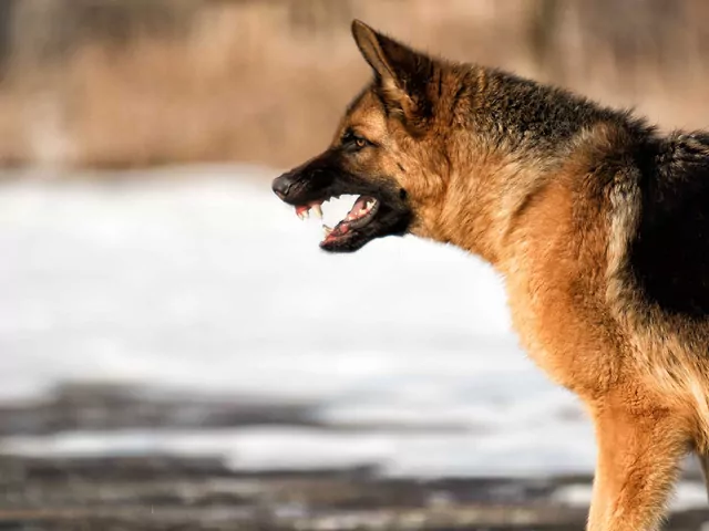 Pierwsze objawy wścieklizny u psa