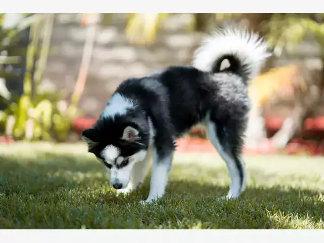 Cena szczeniaków Pomeranian Husky