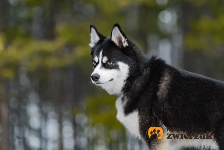 Pies pomeranian husky, czyli pomsky, a także ceny szczeniaków huskyego pomeraniana