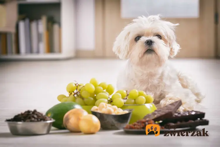 Pies maltańczyk przed różnymi produktami, których nie może jeść, czyli czego nie może jeść pies