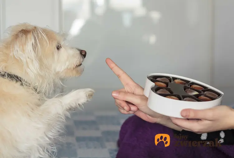 Pies proszący o czekoladkę, a także informacje, jakich produktów nie powinien jeść pies i są dla niego szkodliwe