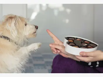 Ilustracja artykułu czego nie może jeść pies? tych produktów nigdy nie podawaj psu