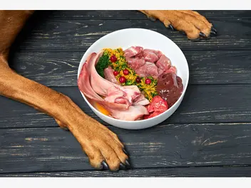 Ilustracja artykułu jak gotować mięso dla psa? - zasady zdrowej diety “domowej”