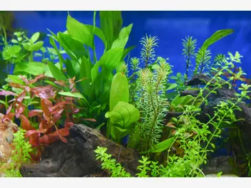 Ilustracja artykułu akwarium roślinne - opis, zakładanie, rośliny, porady