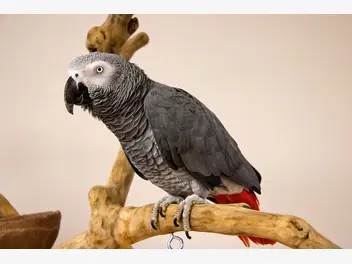 Ilustracja artykułu papuga popielata – opis gatunku, zdjęcia, hodowla, ciekawostki