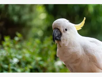 Ilustracja artykułu papuga kakadu – opis, występowanie, wymagania, hodowla, rozmnażanie