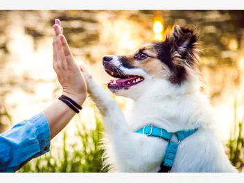 Ilustracja artykułu jaka rasa psa do ciebie pasuje? ten test pomoże ci wybrać psa