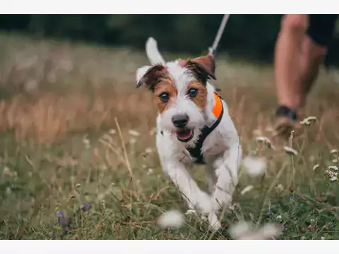 Czym jest dogtrekking krok po kroku