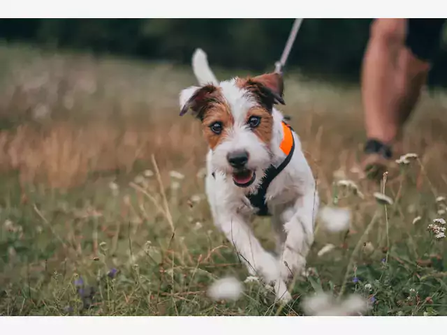 Czym jest dogtrekking krok po kroku