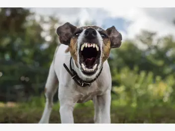 Ilustracja artykułu jakie ostrzeżenia wysyła pies? zobacz, jak interpretować sygnały
