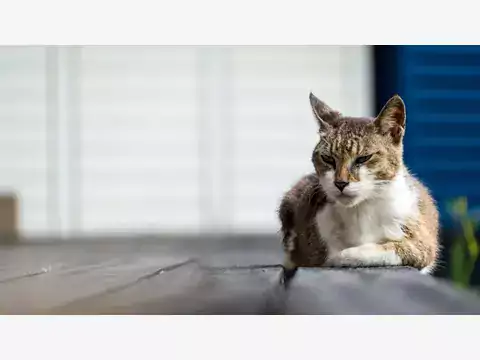 Opieka nad kocim seniorem: zasady