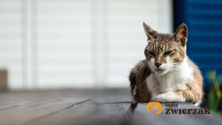Kot senior wymagający opieki oraz informacje, jak opiekować się kotem staruszkiem krok po kroku