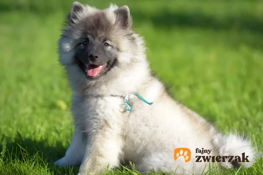 Szczenię Keeshond (szpic wilczy)