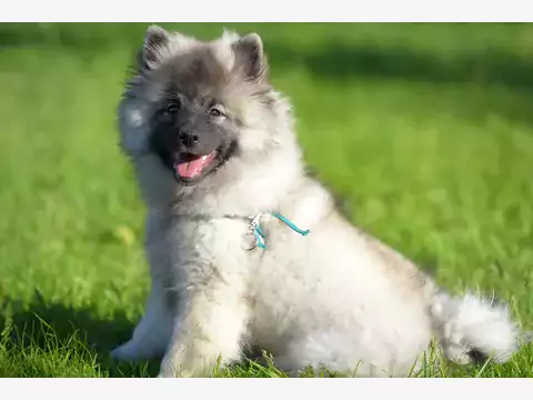 Keeshond: pochodzenie, opis, wymagania, szkolenie