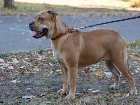 Perro de Presa Mallorquin: opis i porady