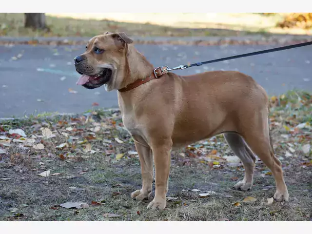 Perro de Presa Mallorquin: opis i porady