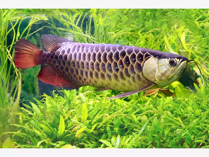 Arowana azjatycka - hodowla i wymagania