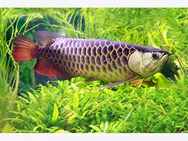 Arowana azjatycka - hodowla i wymagania