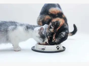 Ilustracja artykułu jak działa miska spowalniająca jedzenie? zobacz czy to dobry gadżet dla kota