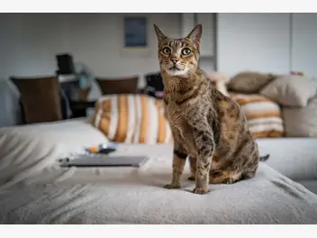 Ilustracja artykułu jaki jest najdroższy kot świata? przedstawiamy rekordzistę