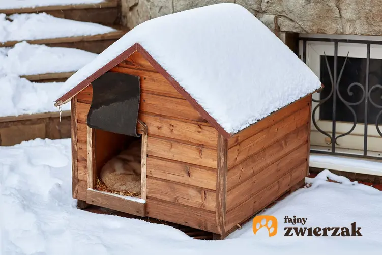 Buda dla psa na podwórku, a także pies mieszkający na podwórku zimą i jego wymagania