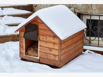 Ilustracja artykułu pies mieszkający na podwórku - jak zadbać o niego zimą?