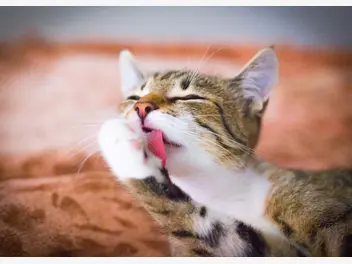 Ilustracja artykułu dlaczego koty liżą swoją sierść? zobacz, czy zawsze chodzi o higienę