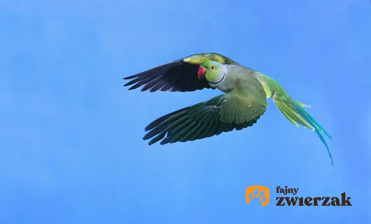 Aleksandretta obrożna w locie, lecąca papuga na niebie, niezbędne porady na temat hodowli papugi aleksandretty obrożnej