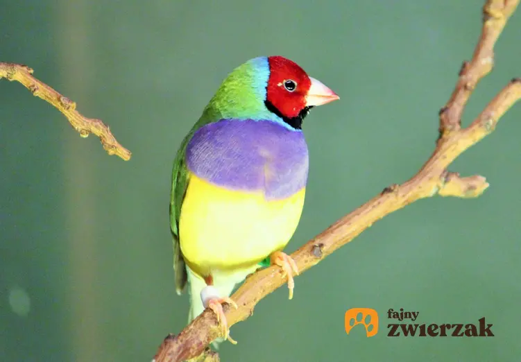Kolorowy ptak siedzący na gałęzi, bardzo kolorowa amandyna wspaniała, jakie upierzenie ma amandyna wspaniała, jakiej wielkości jest amandyna wspaniała