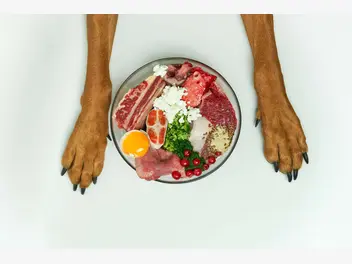 Ilustracja artykułu dieta domowa dla psa – jak zbilansować posiłki dla pupila?