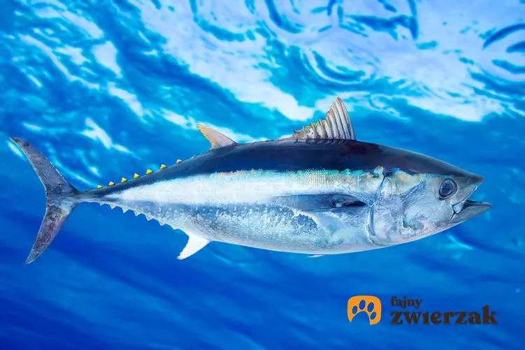 Tuńczyk pospolity jako zwierzę zagrożone wyginięciem, a także inne zagrożone gatunki zwierząt na świecie