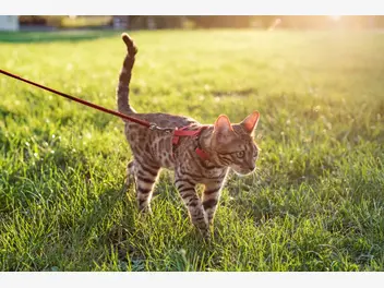 Ilustracja artykułu czy kota można wyprowadzać na spacer? praktyczne porady