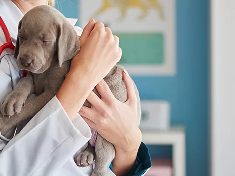 Cechy dobrego weterynarza