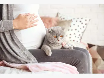 Ilustracja artykułu jak przygotować kota na narodziny dziecka? praktyczny poradnik