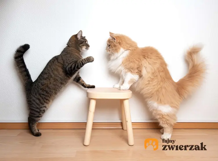 Spotkanie dwóch kotów, a także sposób porozumiewania się kotów, czyli jak koty rozmawiają krok po kroku